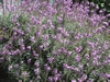 PurpleFlowers